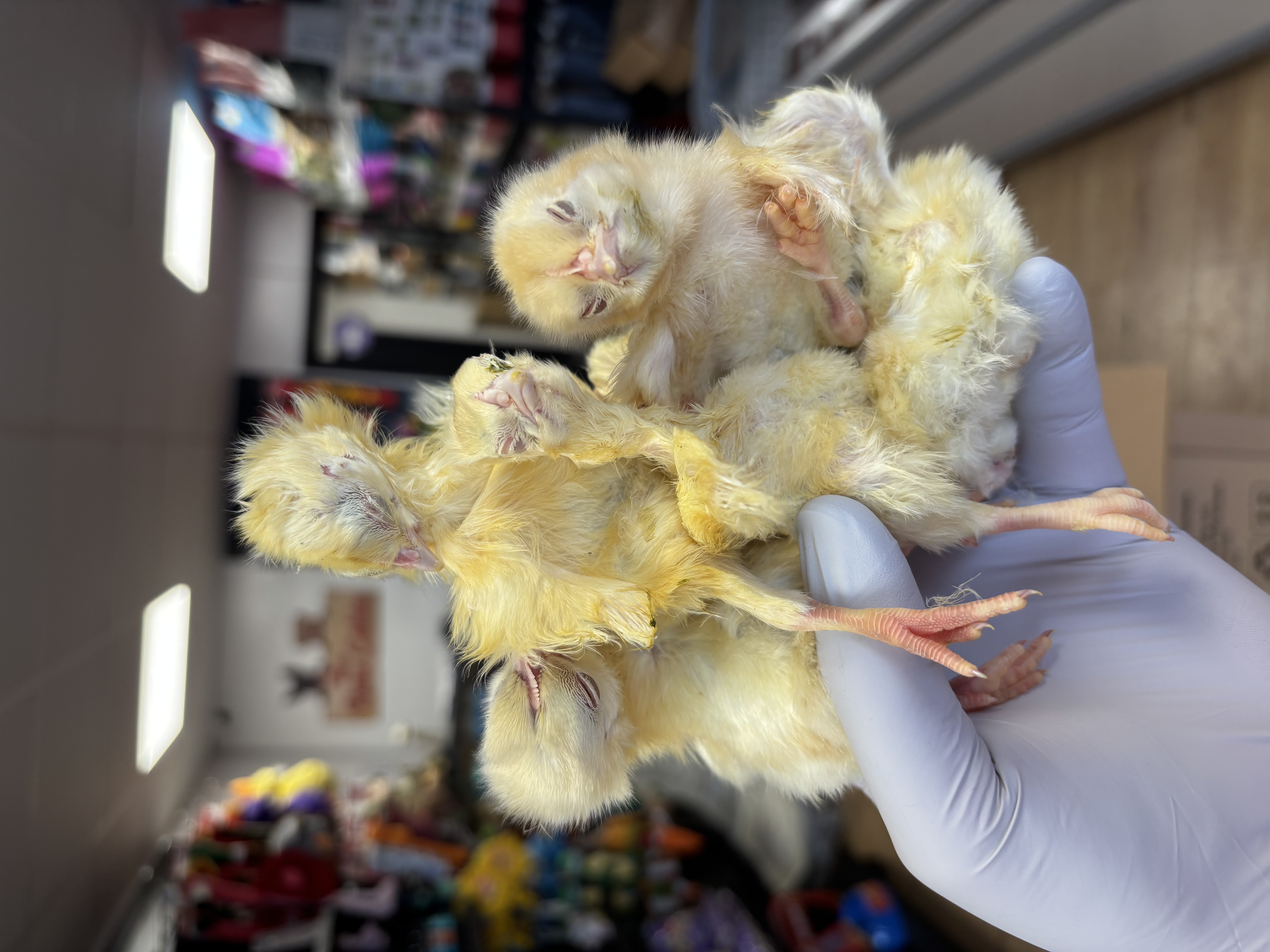 Frozen Day Old Chicks 