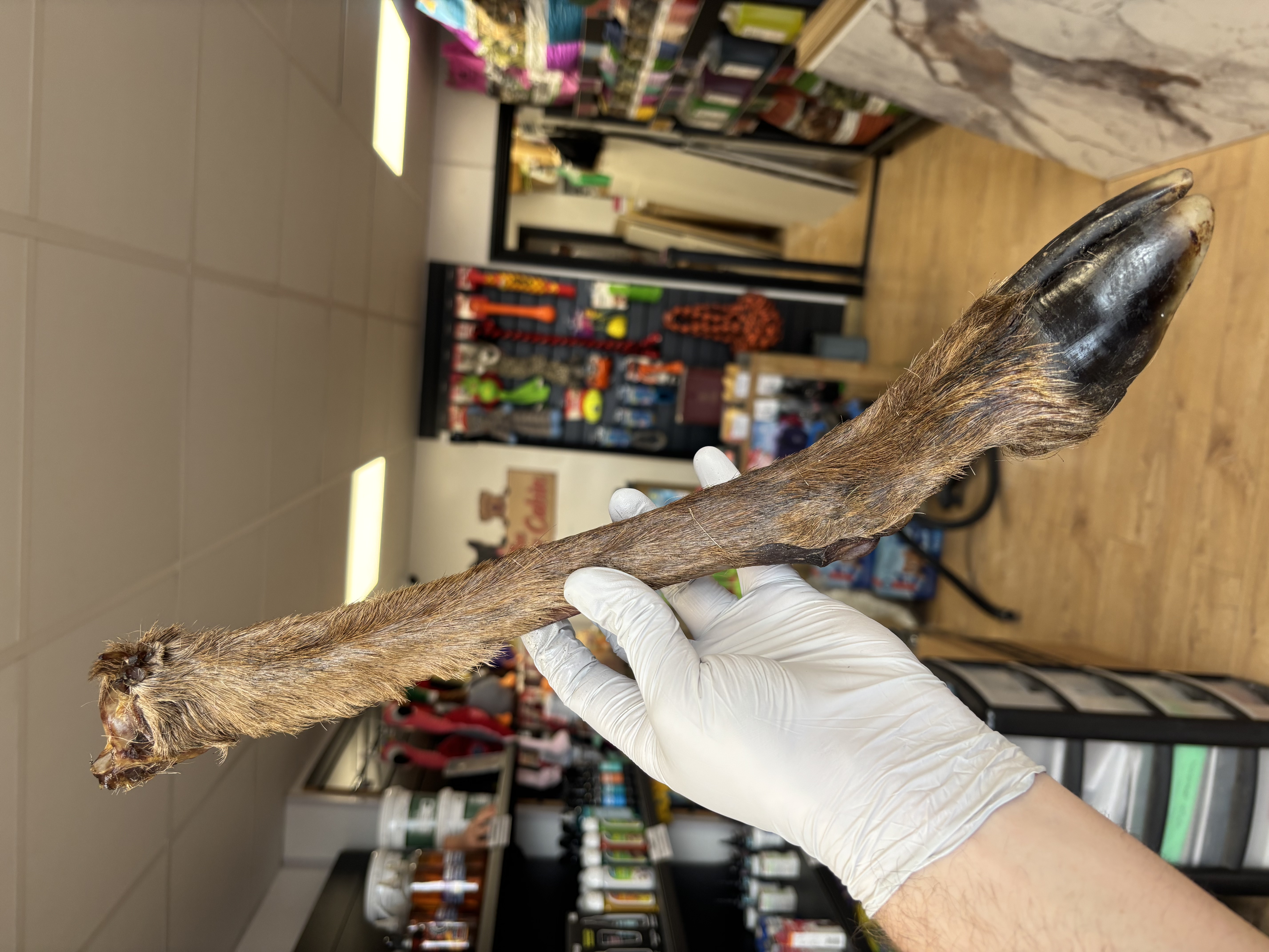 Large Hairy Venison Legs 